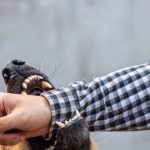Dog Bites