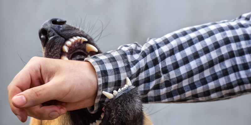 Dog Bites in Dunwoody, Georgia